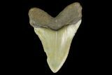 3.48" Fossil Megalodon Tooth - North Carolina - #131609-1
